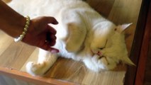 Funny Animals-Funny Cats - Lazy Cat Nap