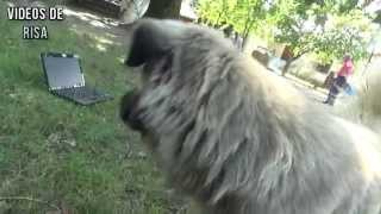 Perro En reacción a los gatos maullando vídeo