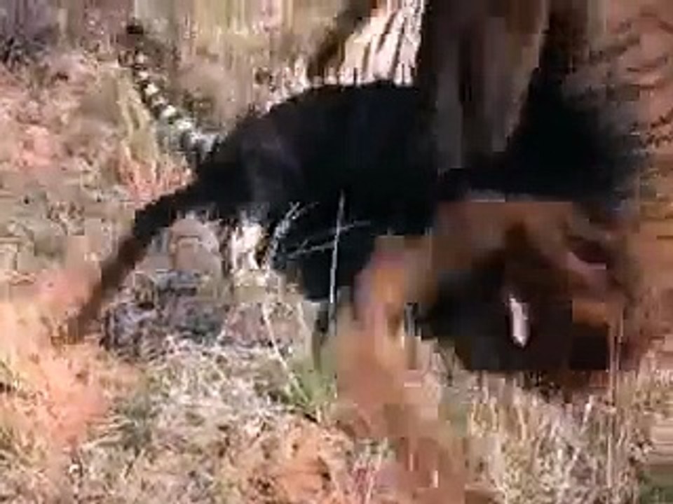 BEST ANIMAL FIGHT EVER Tigers fighting Dailymotion Video