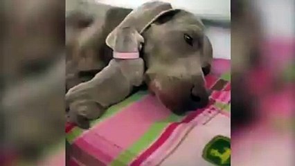 Cute Puppy Using Mom's Ear As a Blanket