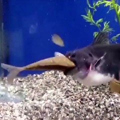 Catfish eats another fish and doubles in size