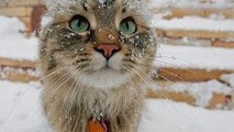 Gatos divertidos que juegan en de nieve primera vez la Compilación 2015