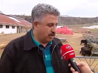 Romanov Koyunu Ankarada TRT HABER