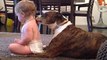 Perros inteligentes enseñanza Compilación Bebés Cosas 2014 [HD VIDEO]