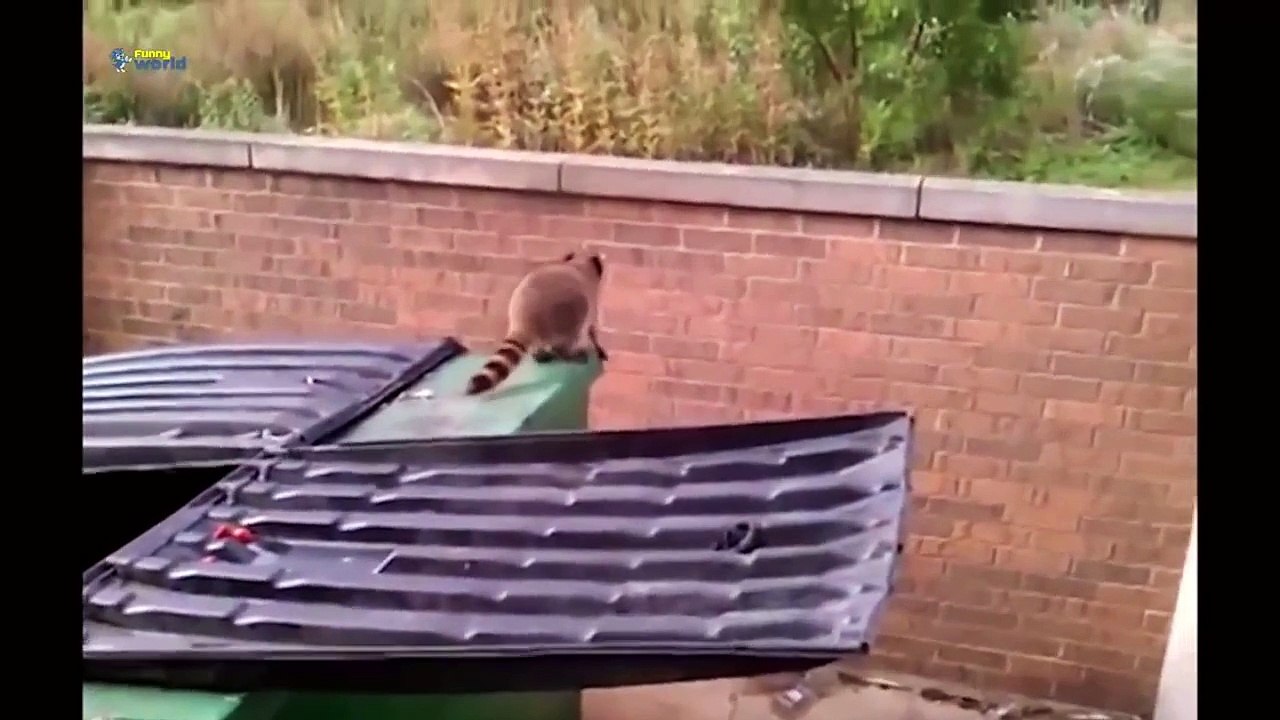 Atlama Başarısız Komik Hayvanlar En Komik Hayvanlar
