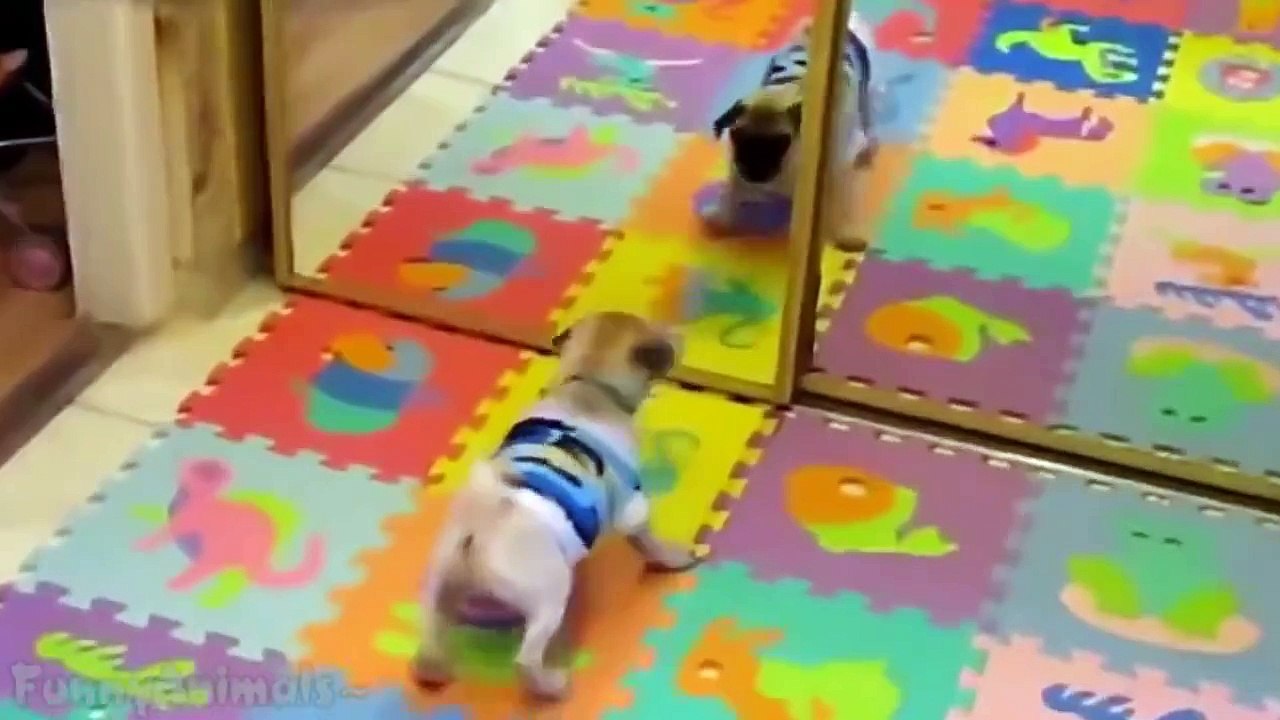 Funny Dogs - A Funny Dog Videos Compilation 2015