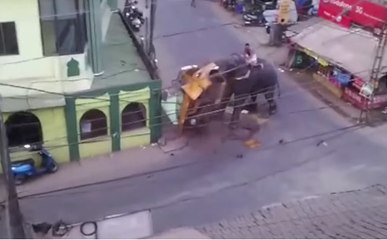 Ce moment terrifiant où un éléphant devient fou pendant un festival en Inde