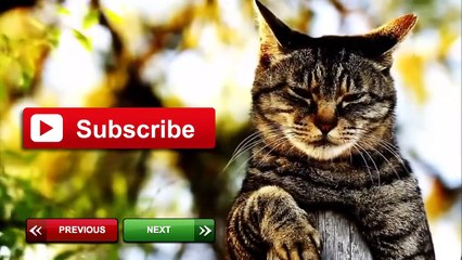 Funny Cats Fighting Through Glass Compilation 2013 NEW HD