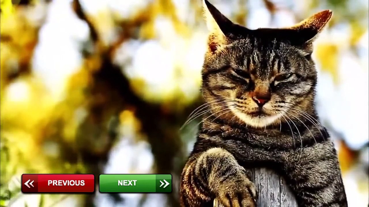 Cats Meowing and Talking Compilation Video