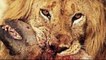 Lions Vs Hyenas Endless War _National Geographic Documentary 2015