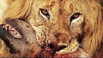 Lions Vs Hyenas Endless War _National Geographic Documentary 2015