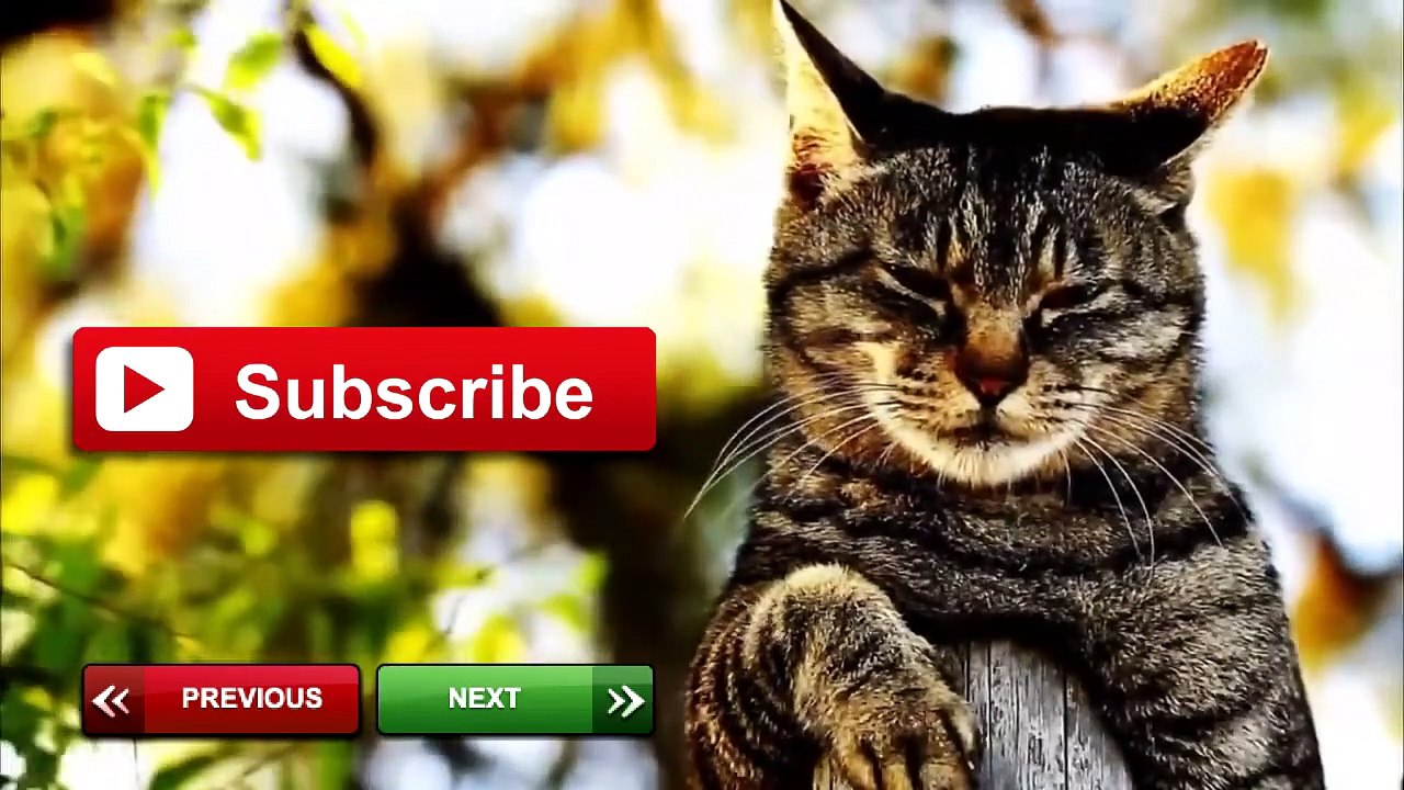 Коты дают пять (2015) | Cats Giving High Fives Compilation