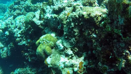 Baptême de plongée des Doudoux