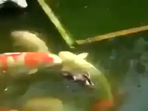 Allah Ki Qudrat-Allah Ki Shan-Merical Of Allah-Mojza-Azab E Qabar-Qabar Ka Azab