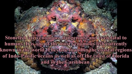 10 most venomous species of animals