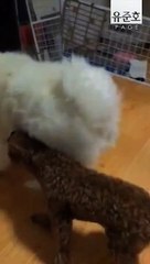 [유준호 더빙] 이누야샤 실사판