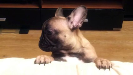 You Cannot Watch This Video Without Laughing. I Promise!