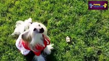 Konuşan Köpekler Derleme 2015 Komik Köpek Videoları Hd 720P