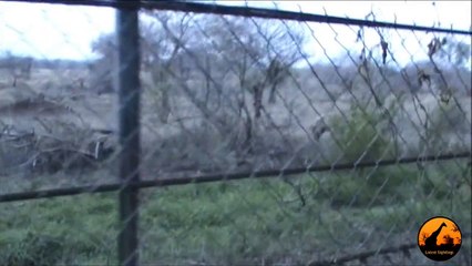 Hyena Drinking at Satara Waterhole Live! - 28th September 2012 - Latest Sightings