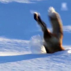 Pets Funny - Snow is cool though