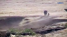Hero Buffalo Saves Calf From Pride Of Lions
