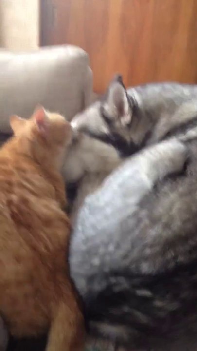 L'amour entre chien et chat, c'est possible
