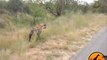 Standoff Between A Pack of Wild Dogs and Spotted Hyenas - Latest Wildlife Sightings