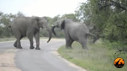 Elephants Fighting - 12 October 2012 - Latest Sightings