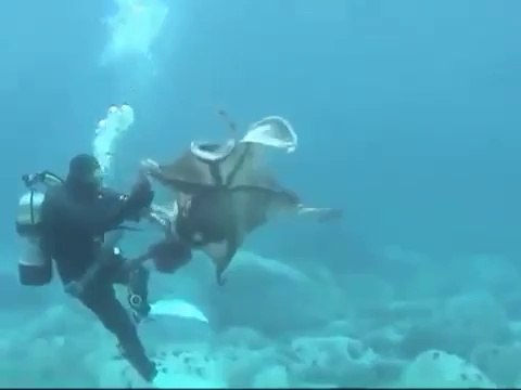 Осьминог атакует дайвера.