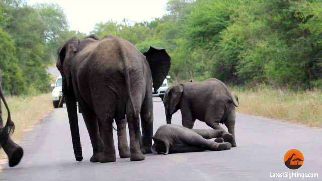 Herd of Elephants Help an Elephant Calf After Collapsing in the Road