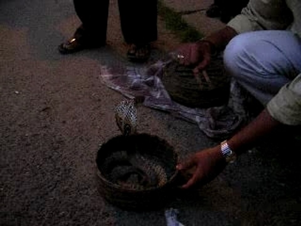 Serpent de cochin (Inde)