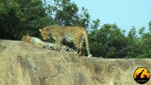 Leopards Mating - Latest Wildlife Sightings