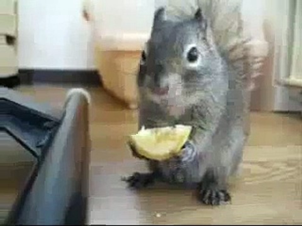 Юмор лимон Прикол Смех Белка с Приколы кушает животны