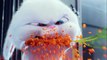 THE SECRET LIFE OF PETS ft. Kevin Hart Official 'Snowball' Trailer [HD] Relasing In July 2016