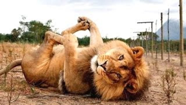 Divertenti Animali Divertenti Video Di Animali Compilazione 2022-2023