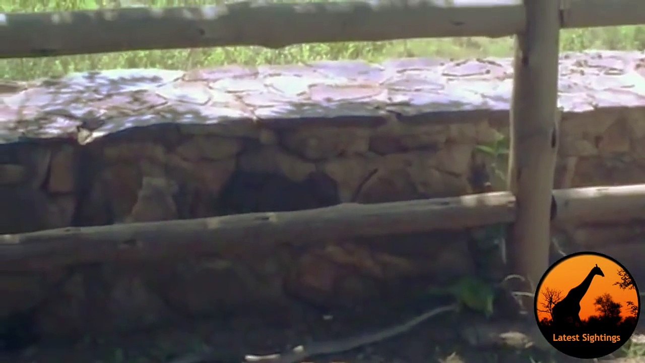 Snake (Female Boomslang) Hunts Chameleon - Latest Wildlife Sightings