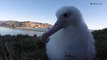 New Zealand: Watch cute albatross chick get cosy with GoPro camera