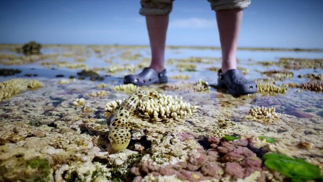 The walking shark - Great Barrier Reef with David Attenborough: Episode 3 Preview - BBC One