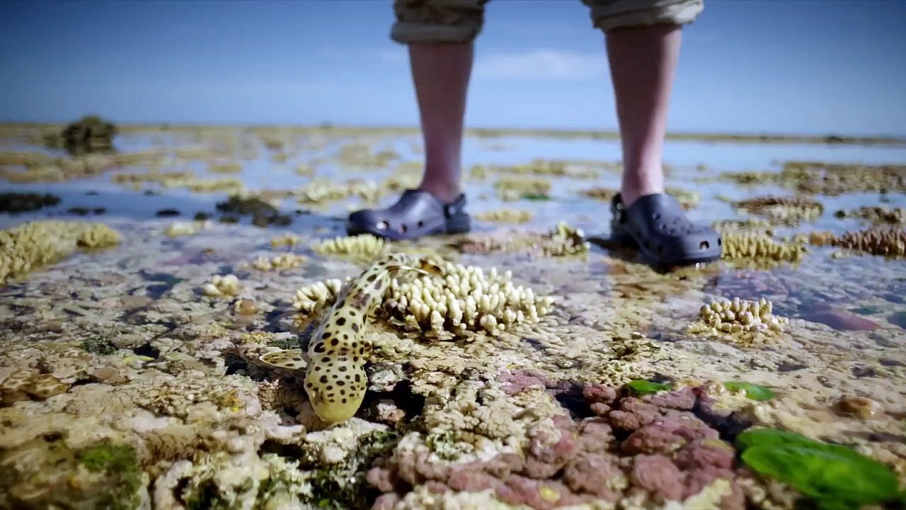 The walking shark - Great Barrier Reef with David Attenborough: Episode 3 Preview - BBC One