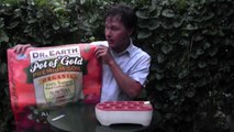 Planting Tomatoes From Seeds in a Self-Watering Pot : The Chefs Garden