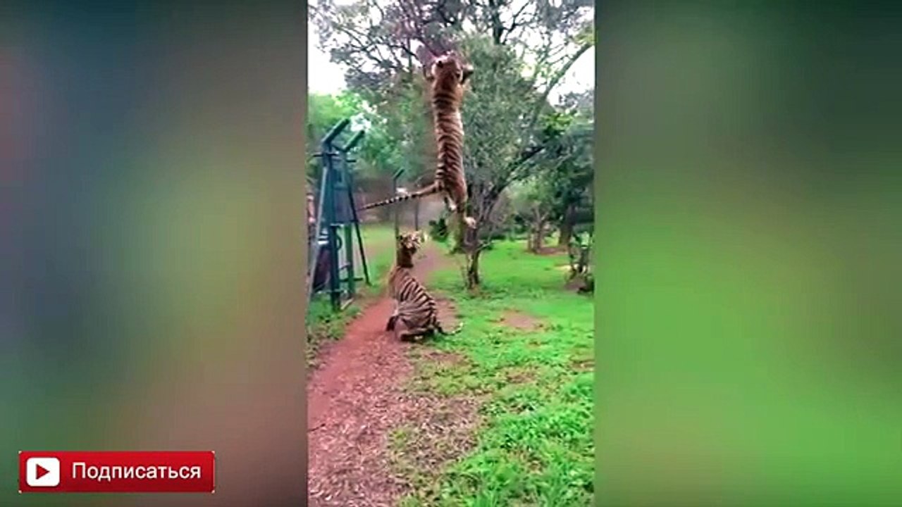 ЛУЧШИЕ ПРИКОЛЫ | ДЕВУШКИ | Funny Videos | Best Epic Fails Compilation 18+ (Funny Videos 720p)