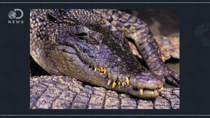 What Did Dinosaurs Really Sound Like?