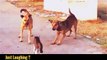 Cats And Dogs Funny Videos _ Cat Wins Tow Dogs _ Funny vieddeos _ Just Laughing