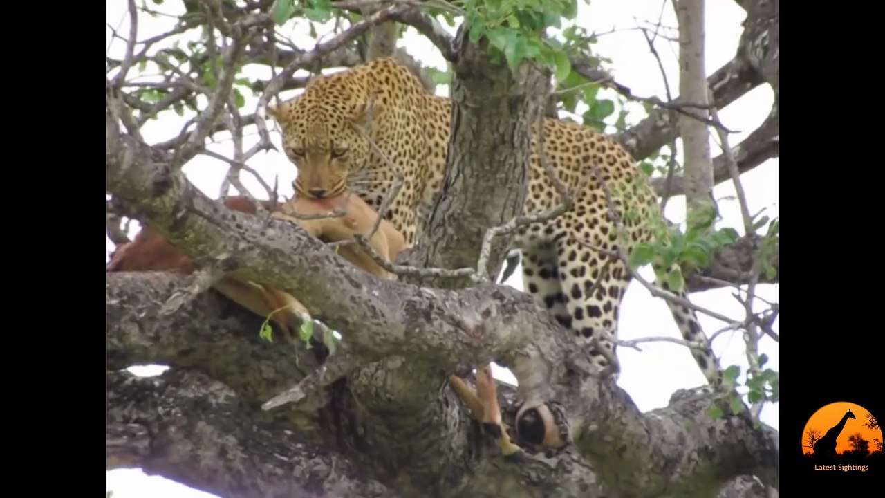 Leopard in a Tree With Impala Kill - Latest Sightings
