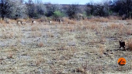 Incredible Attempt by a Caracal at Hunting Warthogs - Latest Wildlife Sightings