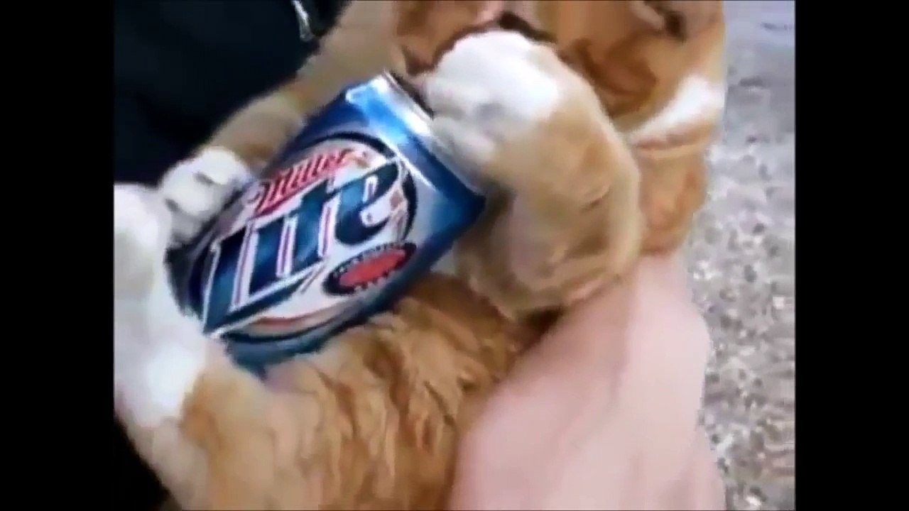 Very Funny Cats