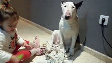 Bull Terrier in consultation