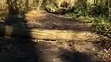 Bulldogs can not jump