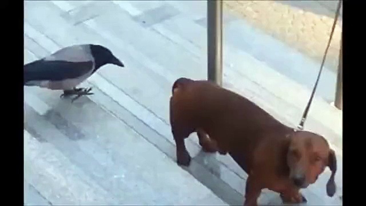 Crow has jokes dog