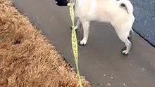 Guardian dog  in action